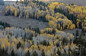 Aspens: Autumn (fall) in the Manti La Sal mountains
