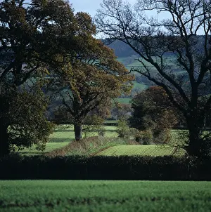 Hedges: Autumn farmland, Devon, UK