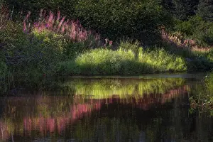 Fireweed: Autumn fireweed flowers reflecting on calm lake, Lake Clark