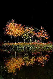 Saplings: Autumn - first tints of autumn colour on an island