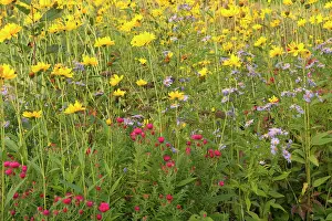 Coreopsis: autumn flower mix - colourful mix of yellow Moonbeam