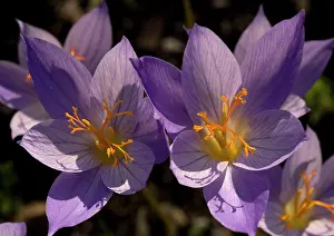 Stigma: An autumn-flowering crocus from Greece and southern
