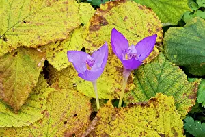 Hazels: An autumn-flowering east european crocus