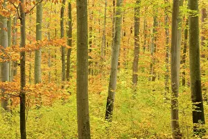 Ranging: autumn forest - a forest in brightly coloured autumn