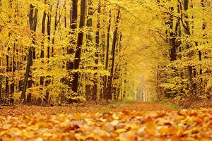 260622: Autumn forest with forest path and golden leaf fall