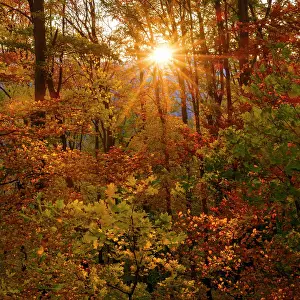 Zwick: Autumn in the forest of the Koszeg mountains (Koszegi