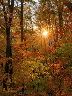 Zwick: Autumn in the forest of the Koszeg mountains (Koszegi