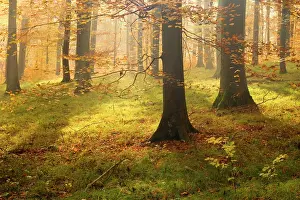 Sunrays: autumn forest - the low morning sun casts sunrays