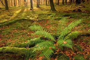 Sunrays: autumn forest - the low morning sun casts sunrays