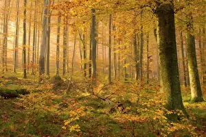 Sunrays: autumn forest - the low morning sun casts sunrays