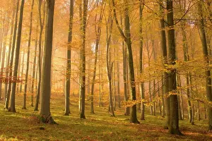 Sunrays: autumn forest - the low morning sun casts sunrays