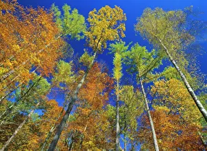Treetops: Autumn forest - mixed deciduous forest with oaks