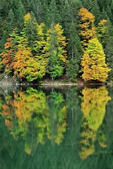 Plagne: Autumn forest reflected in lake