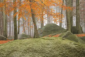 Odenwald: Autumn forest with rocks and stones, tree trunk