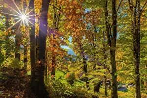 Sunbeams: Autumn forest with sunbeams, Oberau district, Berchtesgaden-