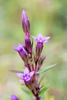 Gentianella: Autumn Gentian - summer