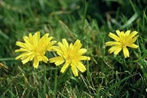 Autumnale: Autumn Hawkbit Flowers