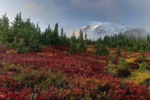Danita Delimont: Autumn huckleberry bushes and Mount Rainier n Mount Rainier
