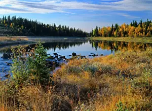 Birches: autumn idyll - birch forest in colouful autumn