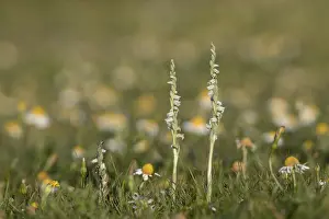 Spiral: Autumn Ladies Tresses; Flowering; Isles of Scilly; UK