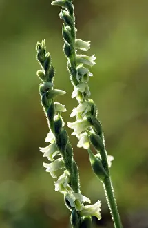 Spiralis: Autumn LadiesI Tresses ORCHID