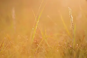 Spiralis: Autumn Lady's-tresses