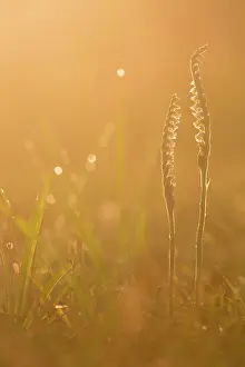 Spiralis: Autumn Lady's-tresses