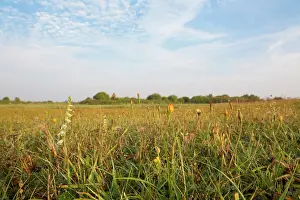 Spiralis: Autumn Lady's-tresses