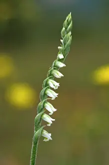 Spiralis: Autumn Lady's-tresses orchid