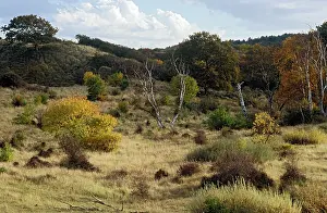 Kennemerduinen: Autumn landscape in the dunes