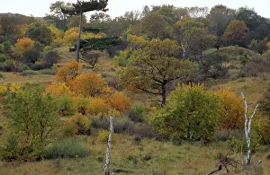 Kennemerduinen: Autumn landscape in the dunes