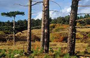 Kennemerduinen: Autumn landscape in the dunes