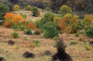 Kennemerduinen: Autumn landscape in the dunes