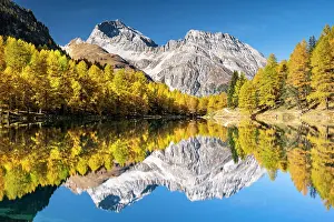 Albula: Autumn larch forest at Lake Palpuogna in front of