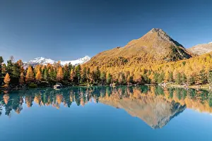 Engadin: Autumn larch forest reflected in Lago di Saoseao
