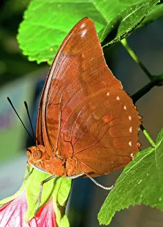Coloration: Autumn Leaf Butterfly