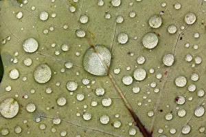 Dewdrops: Autumn Leaf - with dewdrops