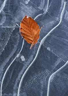 Fagales: Autumn leaf of European Beech (Fagus sylvatica) o
