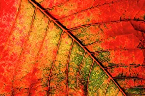 Feature Idea - Patterns In Nature: Autumn leaf - Underside of leaf