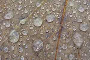 Veins: Autumn leaf of unidentified tree covered with waterdrops