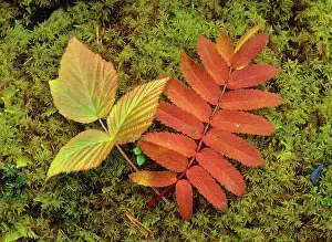Rowans: Autumn leaves - colourful turned leaves of Rowan