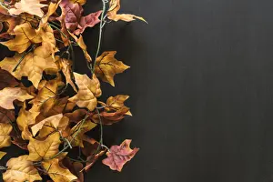 Composition: Autumn leaves composition
