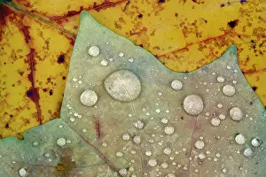 Dewdrops: Autumn Leaves - with dewdrops