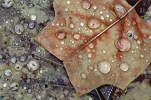 Dewdrops: Autumn Leaves - with dewdrops