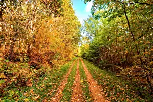 Falling: Autumn leaves falling on a forest trail in the f