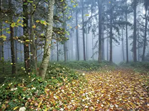 Misty: Autumn leaves on forest path through the foggy forest