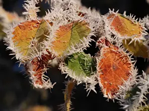 Stefan: Autumn Leaves - with hoarfrost