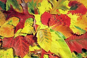 Maples: Autumn Leaves - Hornbeam, Beech (Fagus sylvatica)