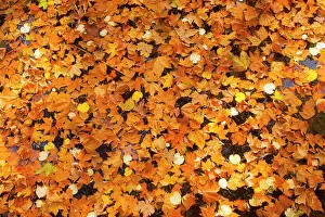 Leave: Autumn leaves in Medici Fountain, Jardin