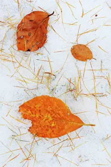 Needles: Autumn leaves and needles of an unidentified tree in the sno